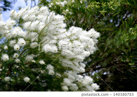 茶樹花 茶樹花 140380783