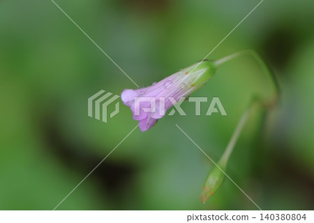 Delicate little purple flowers and water droplets Delicate little purple flowers and water droplets 140380804