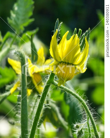 Macro view of tomato flower and hairy stems of Solanum lycopersicum Macro view of tomato flower and hairy stems of Solanum lycopersicum 140380911