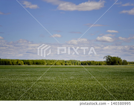 Green agricultural field under a blue sky with scattered clouds Green agricultural field under a blue sky with scattered clouds 140380995