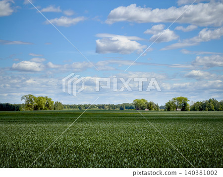 Green agricultural field under a blue sky with scattered clouds Green agricultural field under a blue sky with scattered clouds 140381002