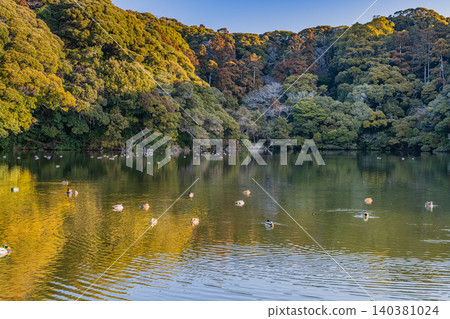 靜岡縣御前崎市櫻池景色 140381024