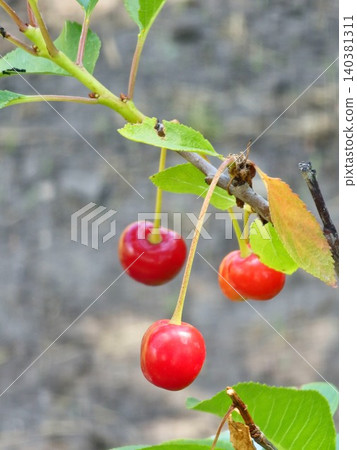 Cluster of ripe sweet cherries of Prunus avium growing on a tree branch Cluster of ripe sweet cherries of Prunus avium growing on a tree branch 140381311