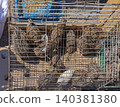 Japanese Quail Birds Cage 140381380