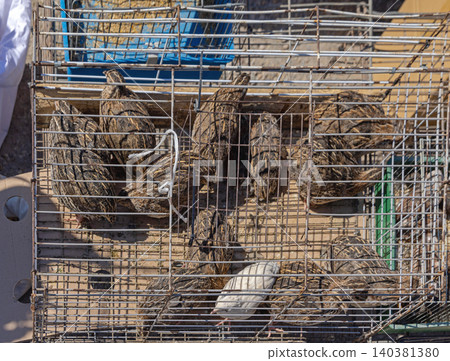 Japanese Quail Birds Cage Japanese Quail Birds Cage 140381380