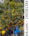 Orange Citrus Fruit Tree 140381384