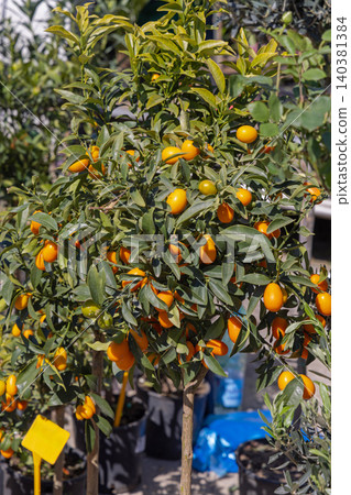 Orange Citrus Fruit Tree Orange Citrus Fruit Tree 140381384