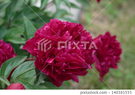 Dark pink peony flower blooming on a bush in a garden close up macro Dark pink peony flower blooming on a bush in a garden close up macro 140381555