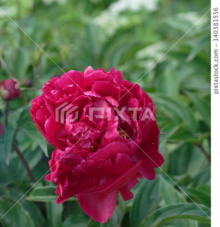 Dark pink peony flower blooming on a bush in a garden close up macro Dark pink peony flower blooming on a bush in a garden close up macro 140381556