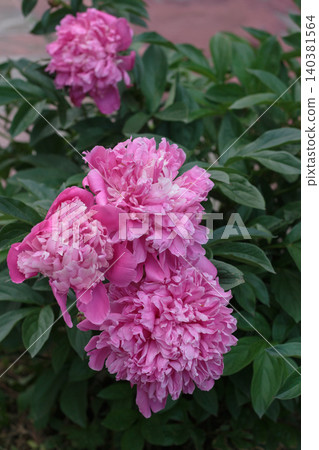 Beautiful pink peony flowers blooming on a bush in summer garden close up Beautiful pink peony flowers blooming on a bush in summer garden close up 140381564