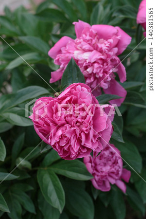Beautiful pink peony flowers blooming on a bush in summer garden close up Beautiful pink peony flowers blooming on a bush in summer garden close up 140381565