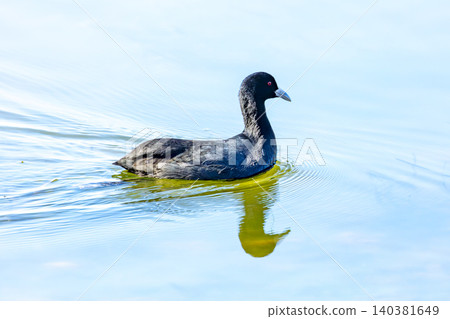 A Eurasian Coot waterbird paddling in a lake A Eurasian Coot waterbird paddling in a lake 140381649