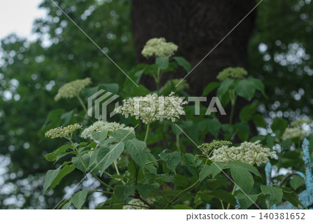 White elderberry flowers blooming on a bush in a dark summer forest White elderberry flowers blooming on a bush in a dark summer forest 140381652