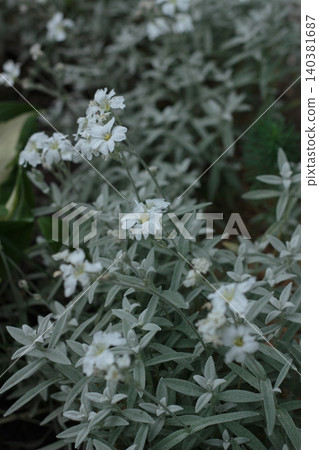 White snow-in-summer flowers blooming on silvery grey foliage background White snow-in-summer flowers blooming on silvery grey foliage background 140381687