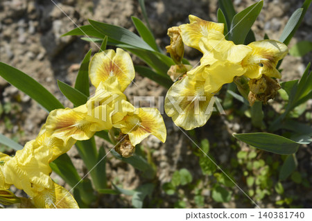 Standard Dwarf Bearded Iris Mala Baletka blooming in a garden Standard Dwarf Bearded Iris Mala Baletka blooming in a garden 140381740