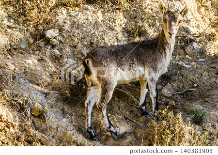 Wild goats spanish ibex on nature, Andalicia Spain Wild goats spanish ibex on nature, Andalicia Spain 140381903