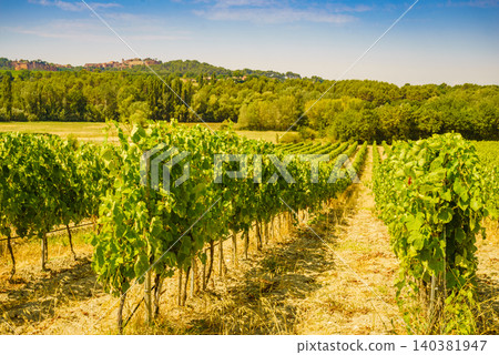 Vineyards and Roussillon on horizon. Vaucluse department of the Provence-Alpes-Cote d'Azur in France. 140381947