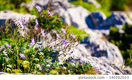 Purple flowers growing on rock cliff. Nature in Verdon Gorge in France. 140382033