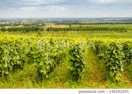 Green vineyards. Pommard wine region, Bourgogne-Franche-Comte in France. Route des Grands Crus. 140382045
