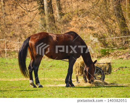 Horse eats hay from a cart in a field during daytime near trees in spring season Horse eats hay from a cart in a field during daytime near trees in spring season 140382051