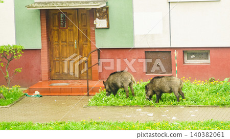 Wild boars search for food near a building in a urban area during daytime hours Wild boars search for food near a building in a urban area during daytime hours 140382061