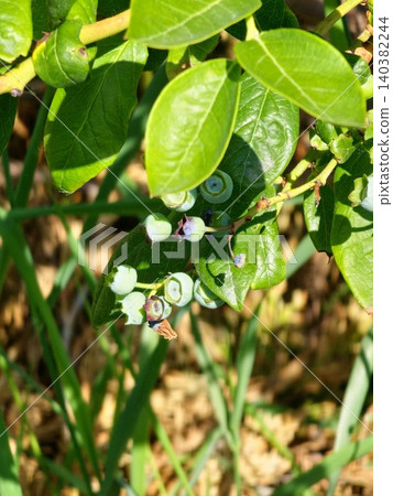 Young blueberry fruits of Vaccinium corymbosum on a fruiting branch Young blueberry fruits of Vaccinium corymbosum on a fruiting branch 140382244