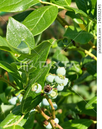 Developing blueberries and foliage of Vaccinium corymbosum Developing blueberries and foliage of Vaccinium corymbosum 140382245