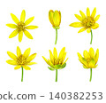 Watercolor botanical set of yellow lesser celandine flowers in bloom and bud stages. Hand-painted wildflowers for patterns, stationery, packaging, invitations, botanical prints and spring designs. 140382253