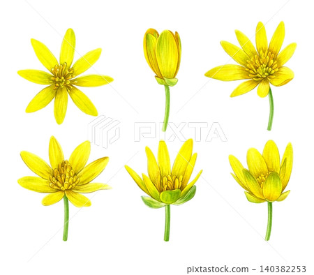 Watercolor botanical set of yellow lesser celandine flowers in bloom and bud stages. Hand-painted wildflowers for patterns, stationery, packaging, invitations, botanical prints and spring designs. Watercolor botanical set of yellow lesser celandine flowers in bloom and bud stages. Hand-painted wildflowers for patterns, stationery, packaging, invitations, botanical prints and spring designs. 140382253