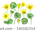 Watercolor botanical set of lesser celandine (Ficaria verna) flowers, buds, stems, and leaves. Hand-painted spring plant elements for patterns, packaging, stationery, prints and botanical projects. 140382254