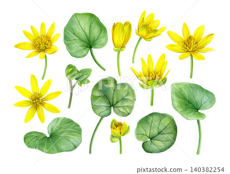 Watercolor botanical set of lesser celandine (Ficaria verna) flowers, buds, stems, and leaves. Hand-painted spring plant elements for patterns, packaging, stationery, prints and botanical projects. Watercolor botanical set of lesser celandine (Ficaria verna) flowers, buds, stems, and leaves. Hand-painted spring plant elements for patterns, packaging, stationery, prints and botanical projects. 140382254