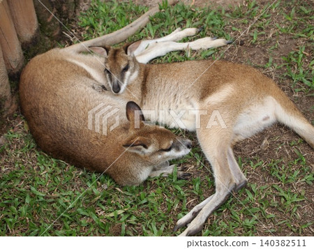 A wallaby sleeping together 140382511