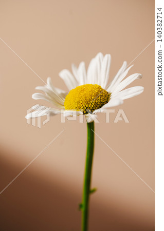 Single daisy flower with soft background, minimal nature concept Single daisy flower with soft background, minimal nature concept 140382714