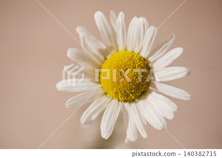 Single daisy flower with soft background, minimal nature concept Single daisy flower with soft background, minimal nature concept 140382715