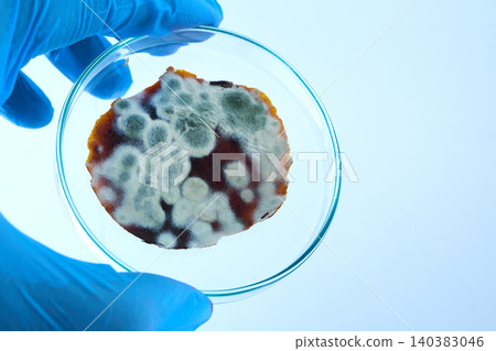 Gloved hand holding moldy food in petri dish Gloved hand holding moldy food in petri dish 140383046