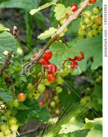 Ripening red currants of Ribes rubrum among green foliage Ripening red currants of Ribes rubrum among green foliage 140383068