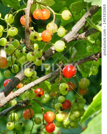 Mixed ripening stages of red currants of Ribes rubrum Mixed ripening stages of red currants of Ribes rubrum 140383069