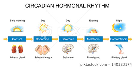 Circadian hormonal rhythm from Cortisol and Dopamine to Serotonin, Melatonin and Somatotropin Circadian hormonal rhythm from Cortisol and Dopamine to Serotonin, Melatonin and Somatotropin 140383174