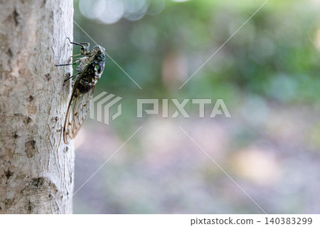 A close-up of a cicada perched on a tree trunk. 140383299
