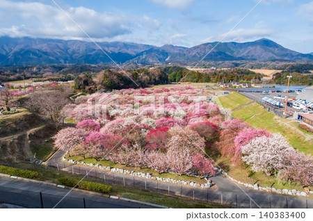 稻部市農業公園「梅花節」（三重縣稻部市） 140383400
