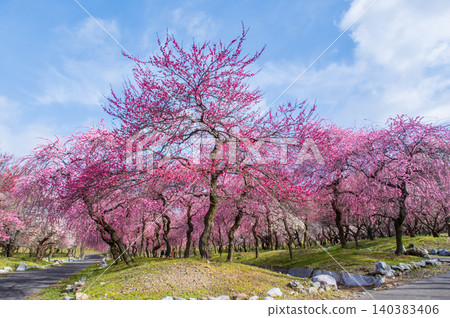 Inabe City Agricultural Park "Plum Blossom Festival" (Inabe City, Mie Prefecture) Inabe City Agricultural Park "Plum Blossom Festival" (Inabe City, Mie Prefecture) 140383406