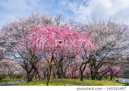 Inabe City Agricultural Park "Plum Blossom Festival" (Inabe City, Mie Prefecture) Inabe City Agricultural Park "Plum Blossom Festival" (Inabe City, Mie Prefecture) 140383407