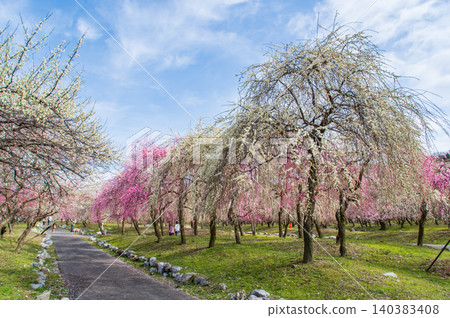 Inabe City Agricultural Park "Plum Blossom Festival" (Inabe City, Mie Prefecture) Inabe City Agricultural Park "Plum Blossom Festival" (Inabe City, Mie Prefecture) 140383408