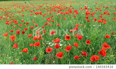 Vibrant red poppies bloom in a sunlit meadow Vibrant red poppies bloom in a sunlit meadow 140383416