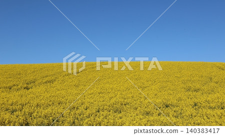 Vast yellow rapeseed field stretching to the horizon beneath a deep blue cloudless sky. Vast yellow rapeseed field stretching to the horizon beneath a deep blue cloudless sky. 140383417