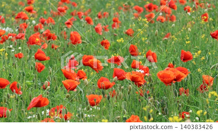 vibrant meadow covered with blooming red poppies and wild grasses. vibrant meadow covered with blooming red poppies and wild grasses. 140383426