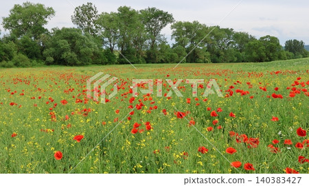 Vibrant meadow filled with red poppies and wildflowers stretching toward a line of leafy trees. 140383427