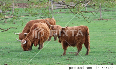 Three Highland cattle with long shaggy reddish-brown coats and curved horns graze peacefully in a lush green pasture Three Highland cattle with long shaggy reddish-brown coats and curved horns graze peacefully in a lush green pasture 140383428