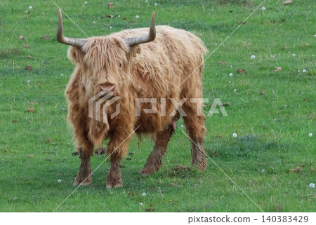 Shaggy Highland cattle standing in a lush green pasture, featuring long flowing coat and distinctive curved horns, Shaggy Highland cattle standing in a lush green pasture, featuring long flowing coat and distinctive curved horns, 140383429