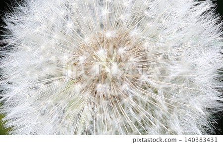 Extreme close-up of a dandelion seed head revealing delicate white filaments Extreme close-up of a dandelion seed head revealing delicate white filaments 140383431